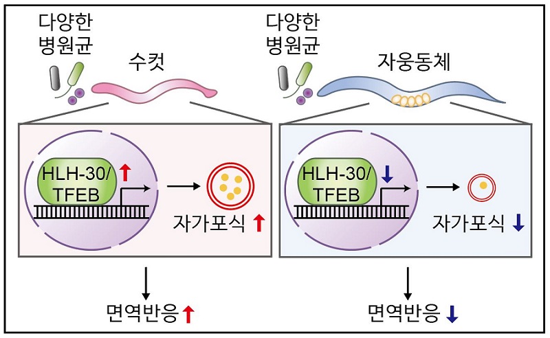 연구 요약