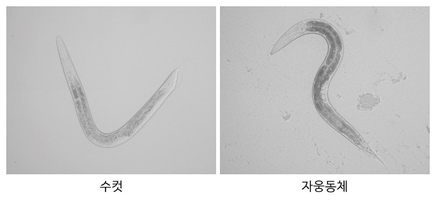 예쁜꼬마선충 수컷과 자웅동체 사진