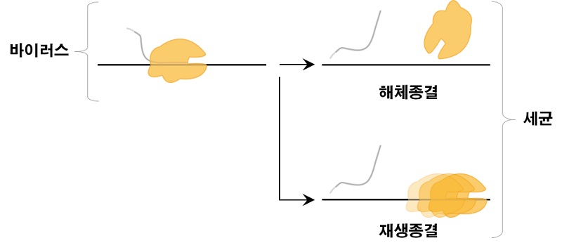 바이러스와 세균에서 전사 종결방식의 차이. 유전자 DNA(검정 직선)의 유전정보에 따라 전사물 RNA(회색 곡선)를 합성하는 RNA 중합효소(노랑 모형)가 전사 반응을 마무리하는 방식이 바이러스와 세균에서 서로 다르다는 사실이 밝혀졌다. 세균은 전사 복합체 구성물 셋 다 흩어지는 해체종결과 중합효소가 DNA에 남는 재생종결 둘 다 하지만, 바이러스는 해체종결만 하는 것이 발견됐다.