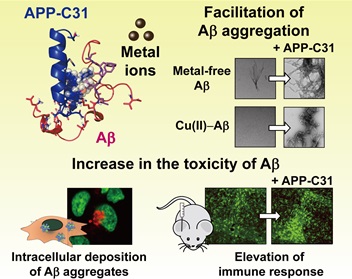 그림 1. 아밀로이드 전구체 C 말단 절단체(APP-C31)가 알츠하이머 병리 인자들 기능에 미치는 영향