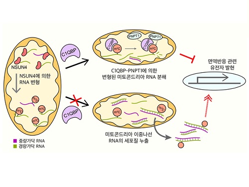 미토콘드리아로 퇴행성 질환까지 제어 가능하다 이미지