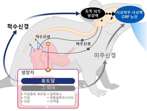 뇌는 포도당을 구별한다..비만·당뇨 치료의 단서 찾아 이미지