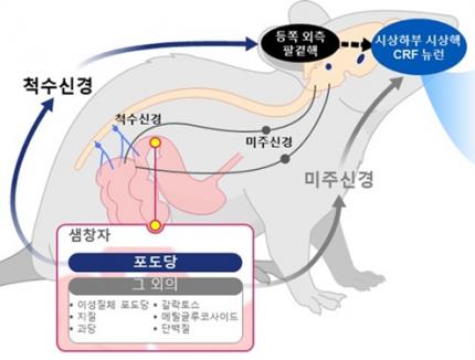 뇌는 포도당을 구별한다..비만·당뇨 치료의 단서 찾아 이미지