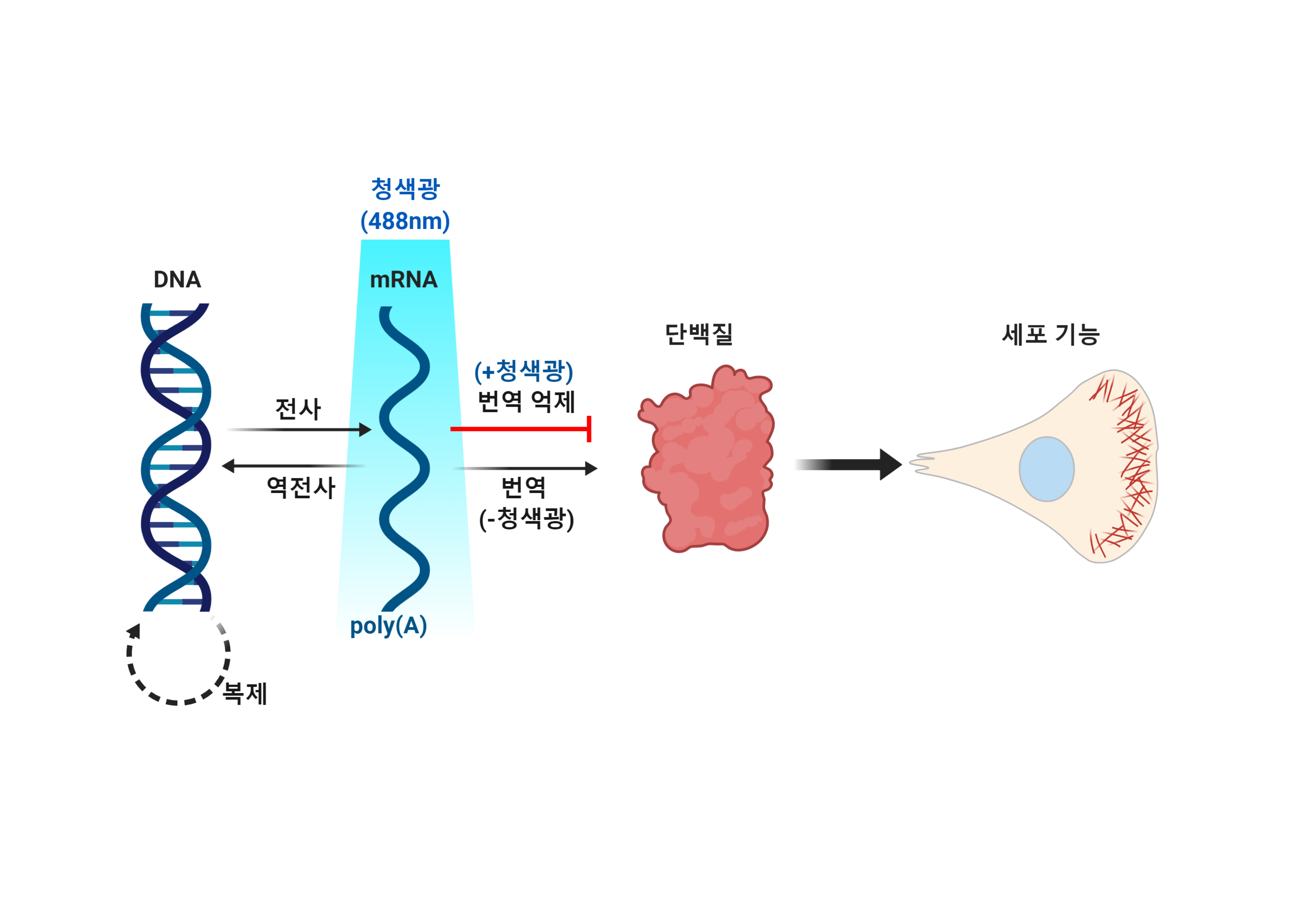 mRNA-LARIAT 광유전학 기술로 전령RNA(mRNA)의 이동과 단백질 합성을 조절하는 모식