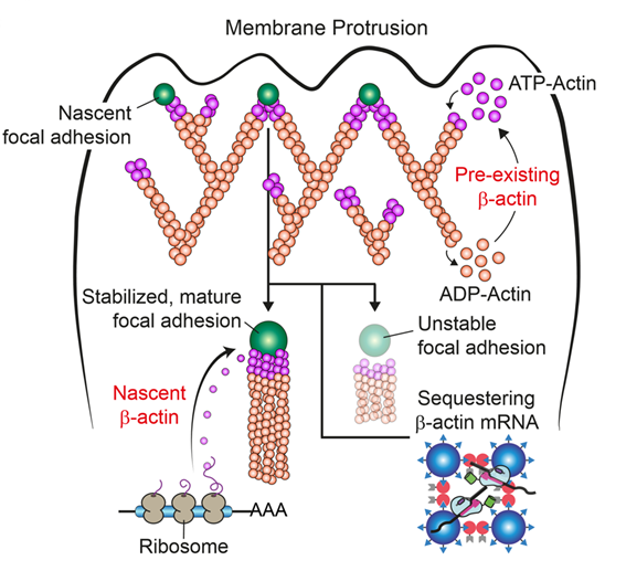 새롭게 형성된 β-actin 단백질의 세포이동 기능과의 상관관계