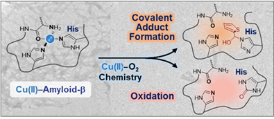 공기 중 산소를 이용한 아밀로이드 베타 단백질의 구리 배위권 이중 변형 기법