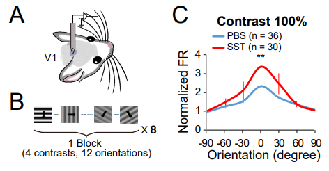 생쥐의 일차 시각 피질에서 다양한 방향각의 시각 자극에 대한 반응성을 측정하는 모식도