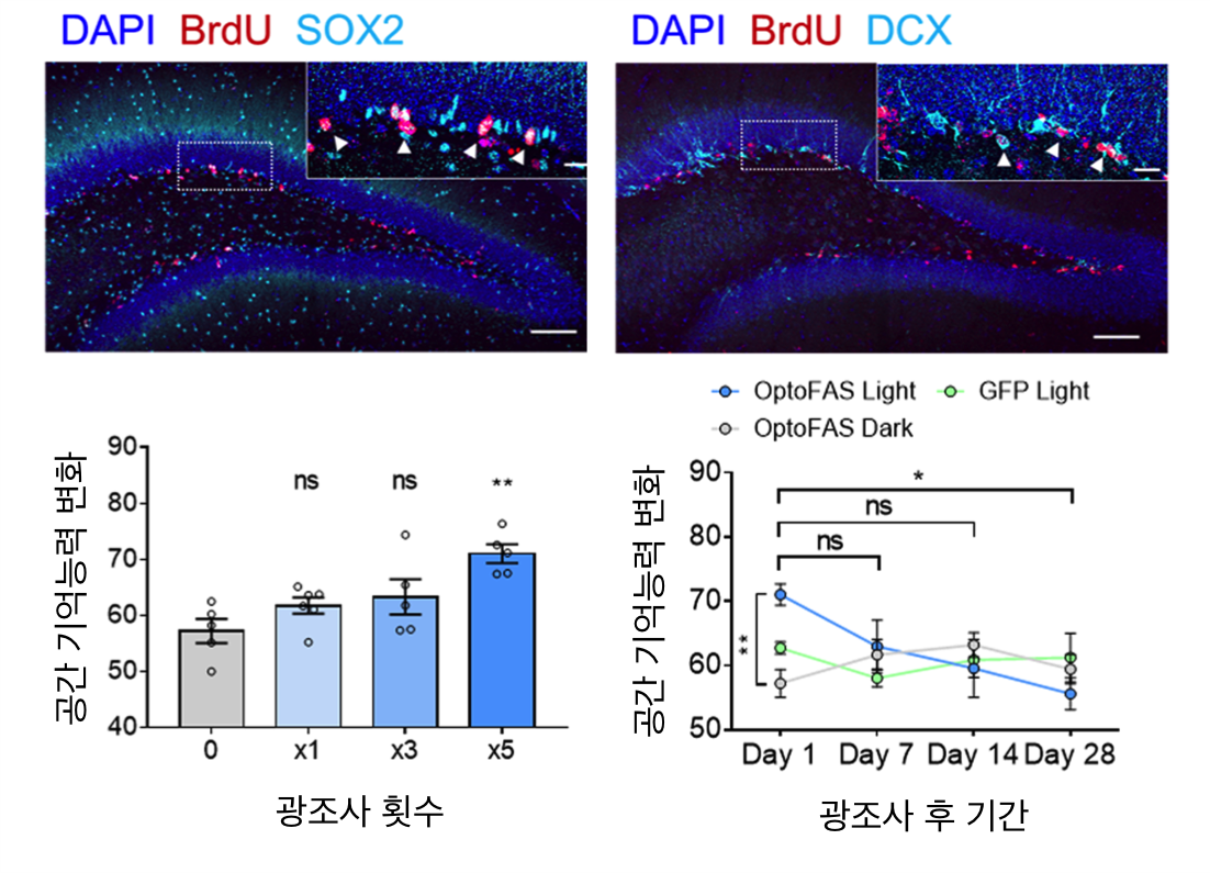 옵토파스(OptoFas) 기술과 성체 신경재생 및 공간 기억 능력 증가와의 관계