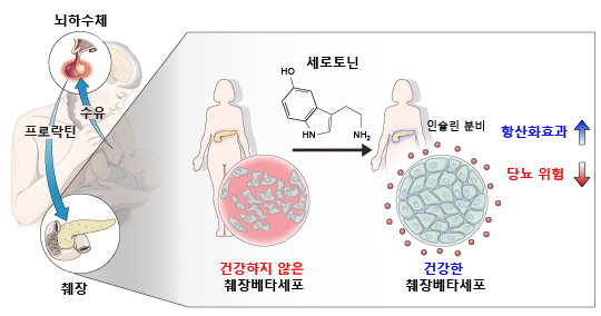 모유 수유의 당뇨병 예방 기전