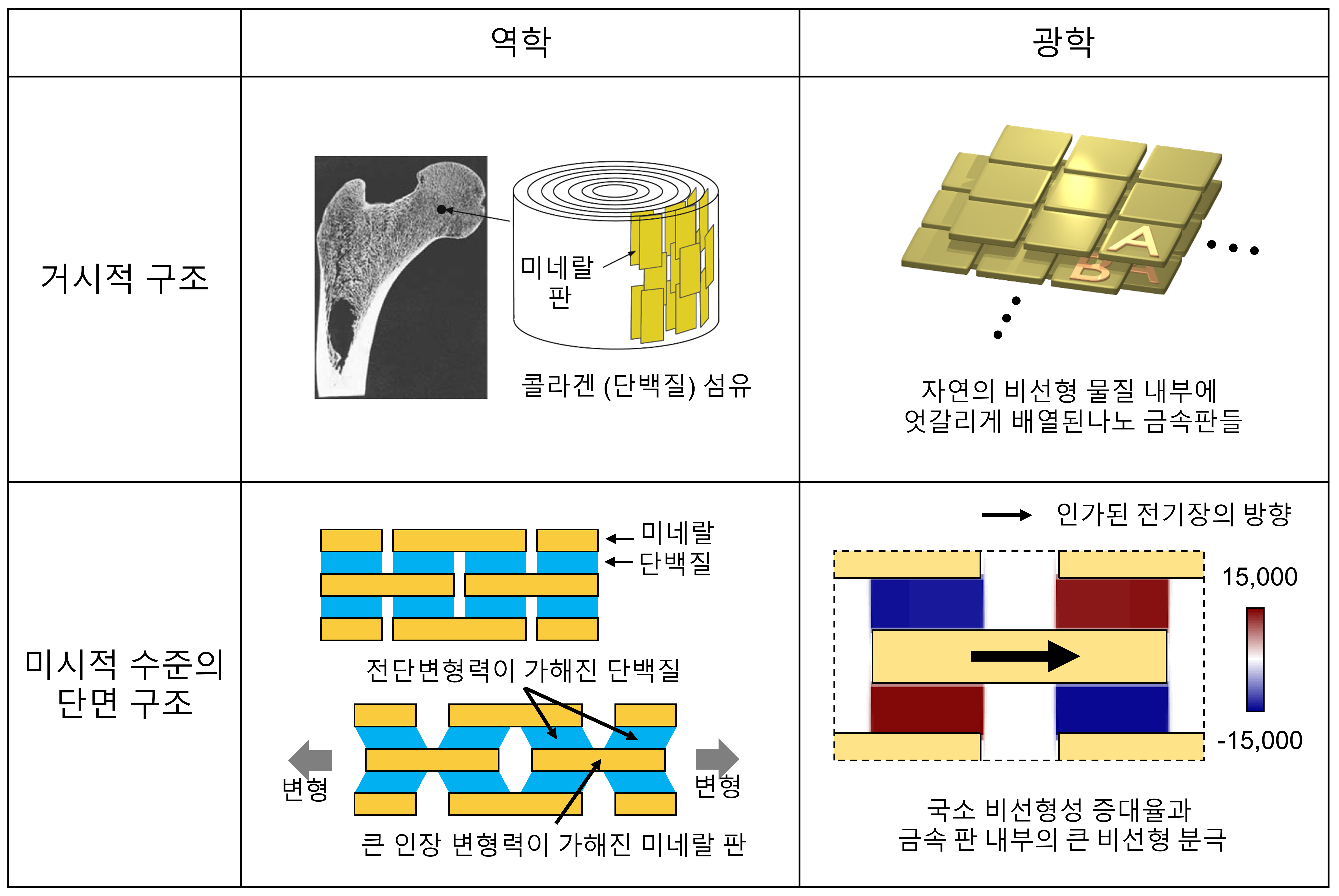 그림 1. 광학적 거대 비선형성을 갖는 메타물질과 동물 뼈의 구조 비교: 동물 뼈의 일부 구조에는 부드러운 단백질 망에 단단한 미네랄 판이 엇갈려 배열되어있다. 본 연구에서의 메타물질은 자연의 비선형 물질 내부(그림에는 표시되지 않음)에 나노 금속판이 엇갈려서 배열돼있다. 이들의 물리량 증대원리는 수학적으로 매우 비슷하다.