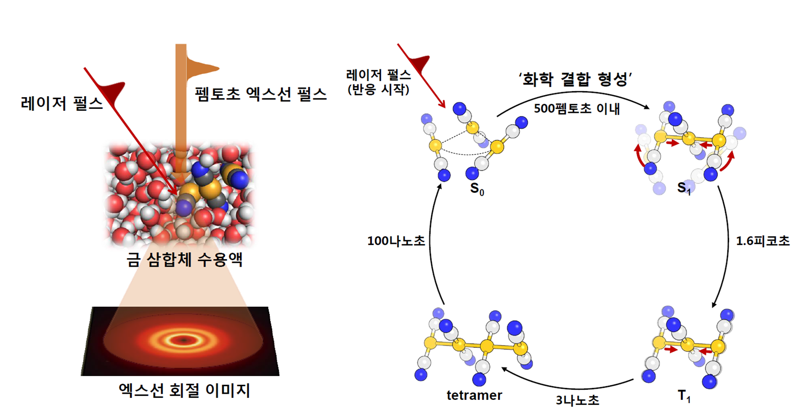 펨토초 엑스선 회절법 실험 과정과 이번 연구에서 밝혀진 금 삼합체의 구조동역학