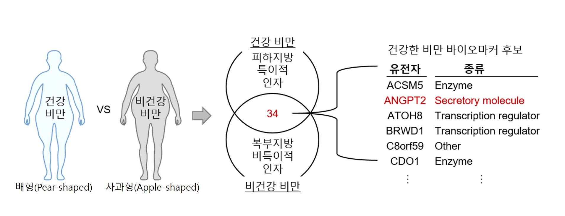 그림 2. 건강한 비만의 바이오마커 발굴. (좌) 건강한 비만과 건강하지 않은 비만은 각각 배형, 사과형으로 외형적인 차이를 보인다. 건강한 비만에서만 발현하는 인자를 발굴하기 위해 건강한 비만 환자 중 피하지방에서는 발현하지만, 일반(비건강) 비만 환자에서는 발현하지 않는 인자들을 비교 발굴하였다. (우) 건강한 비만 바이오마커 후보 중 안지오포이에틴-2만이 유일한 분비 물질이었다.