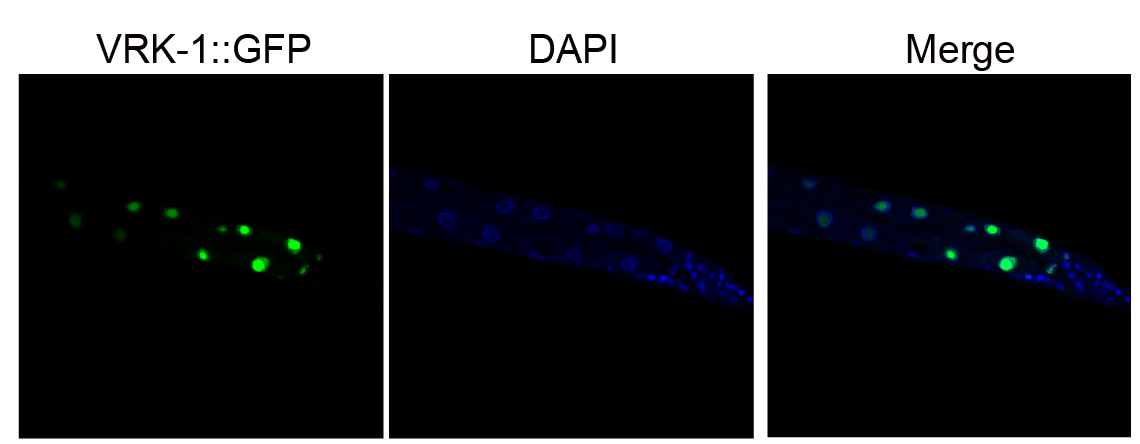 그림 2. VRK-1은 예쁜꼬마선충의 핵 내부에 존재한다.