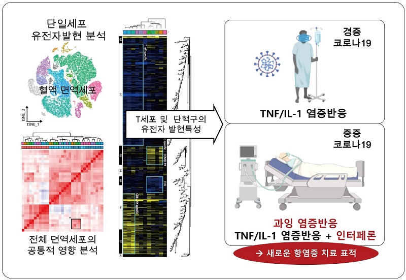 건강인 및 경증 그리고 중증 코로나19 환자로부터 혈액을 얻은 후 면역세포들을 분리하고 단일세포 유전자발현 분석이라는 최신의 연구기법을 적용하여 그 특성을 상세히 분석하였다. 그 결과, 중증이나 경증을 막론하고 코로나19 환자의 면역세포에서는 TNF 및 IL-1이라는 사이토카인에 의한 염증반응이 공통적으로 나타났다. 하지만 중증과 경증 코로나19 환자를 직접적으로 비교 분석한 결과에서는, 인터페론이라는 사이토카인 반응이 중증 코로나19에서만 특징적으로 강하게 나타났다. 본 연구에서는 인터페론이 코로나19 환자에서 과잉 염증반응을 유발하는 원인이 될 수 있다는 사실을 증명하였으며, 인터페론을 표적으로 하는 새로운 항염증 치료가 필요할 수 있음을 제시하였다.