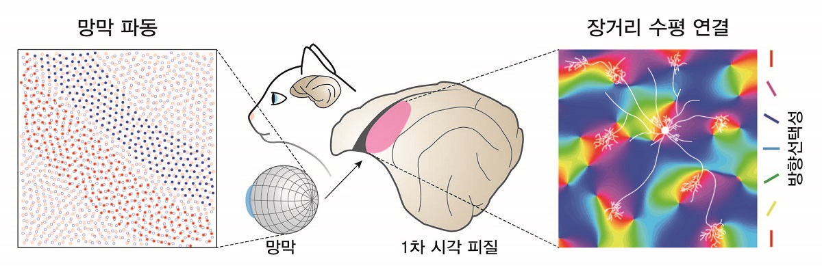 그림 3. 망막 파동으로부터 발생하는 시각 피질의 장거리 연결의 모식도