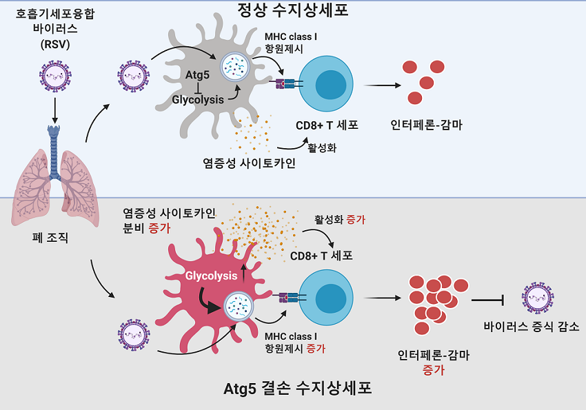 그림 1. 수지상세포 자식작용의 기전