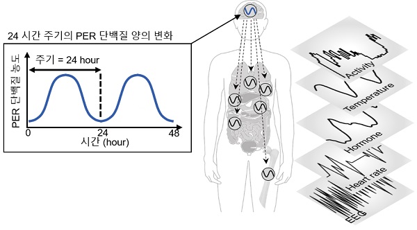 그림 1. 자가 음성피드백 루프에 의해서 세포 내 PER 단백질의 양은 24시간 주기로 증감한다.