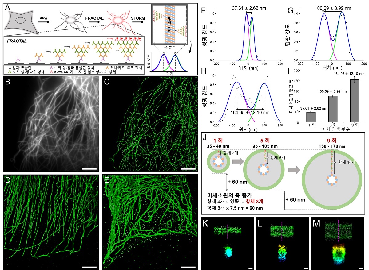 그림 3. FRACTAL을 적용한 미세소관의 3차원 미세 구조