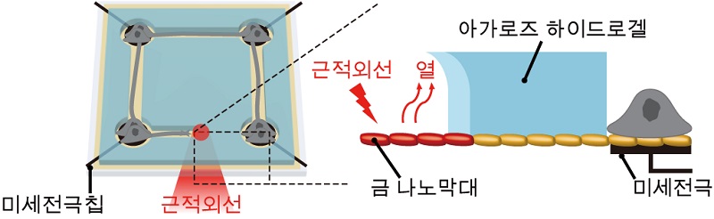 그림 1. 나노 광열 신경 칩 플랫폼 모식도