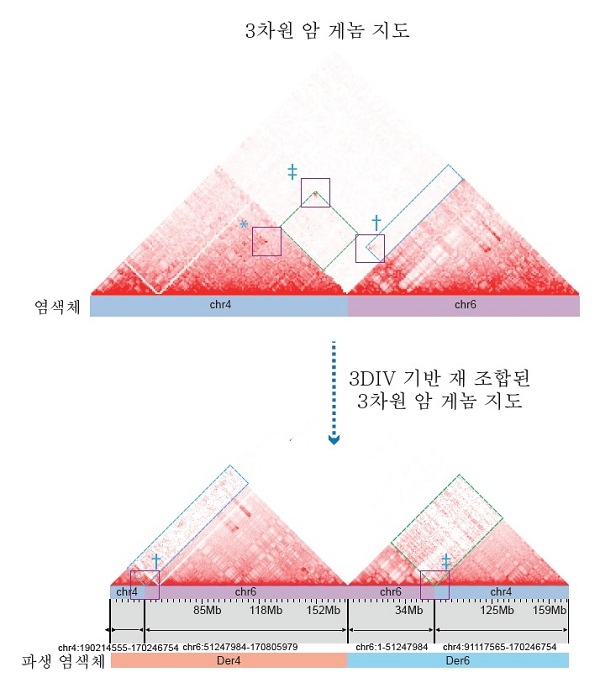 그림 2. 3차원 암 게놈 지도 기반 재조합된 대규모 복합 구조 변이