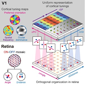 그림 3. 망막 신경절 세포들의 공간적 배치 구조가 시각피질의 정보처리 기능을 효율적으로 구성하는 원리