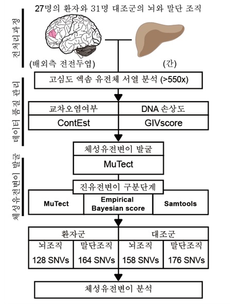 그림 1. 이번 연구에서 사용된 뇌 특이 체성 유전변이 분석 파이프라인