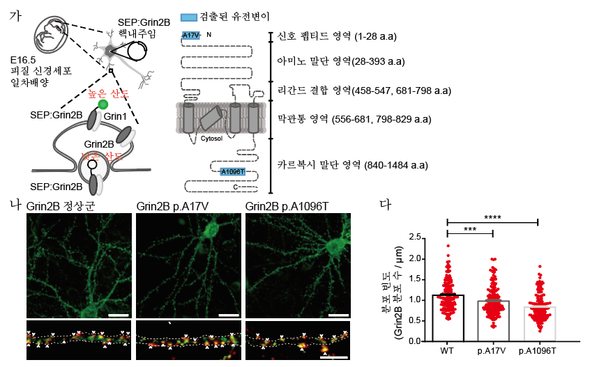 그림 2. 신경세포의 시냅스 형성을 망가뜨리는 조현병 환자 뇌 특이 체성 유전변이