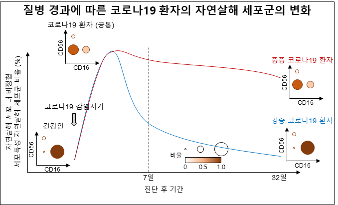 그림 1. 질병 경과에 따른 코로나19 환자의 자연살해 세포군의 변화