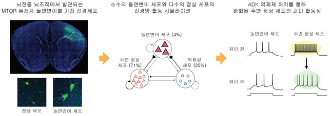 그림 1. 유전체학, 신경생물학, 계산뇌과학 분야에 걸친 공동연구를 통해 발견한 뇌전증 관련 발작활성도의 완화 효과