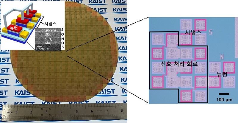 그림 1. 상용화된 CMOS 공정으로 제작된 단일 트랜지스터 기반 뉴런과 시냅스