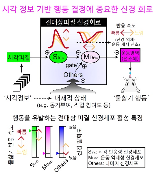 그림 2. 전대상 피질에서 시각-운동 변환이 이뤄지는 신경 메커니즘에 대한 모식도