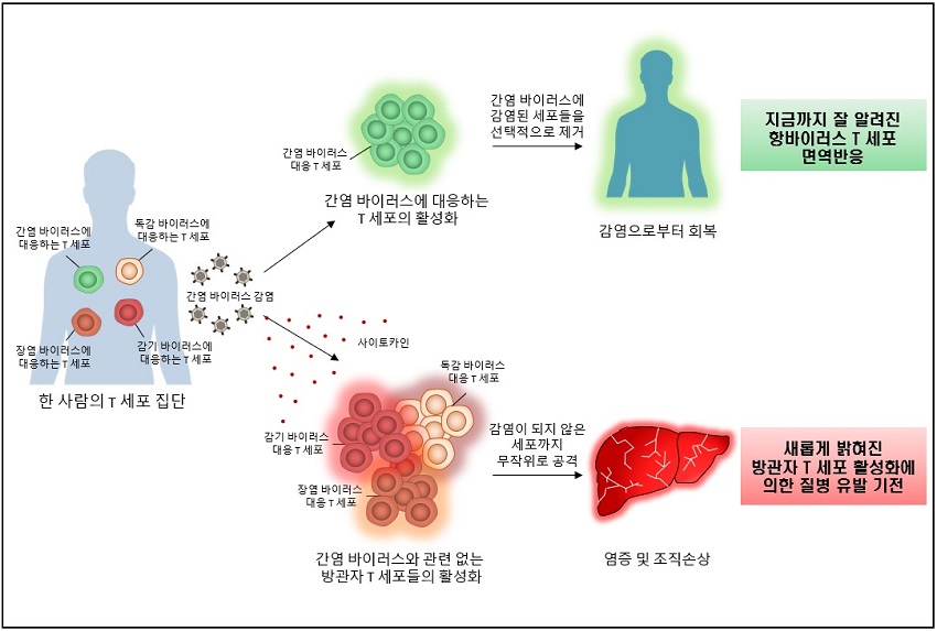 연구 모식도