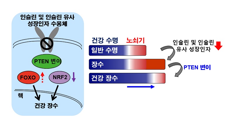 연구 모식도