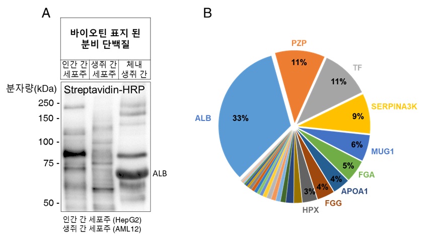 그림 2. (A) 간 세포주와 체내 간 조직의 분비 단백질 차이 (B) 본 기법으로 검출된 체내 생쥐 간 조직의 분비 단백질