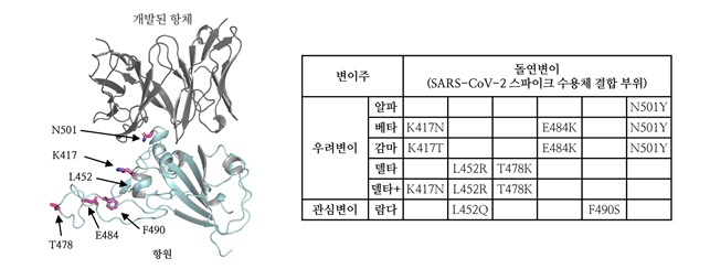 그림 2. 돌연변이가 생기지 않는 항원 부위를 인식하는 항체의 모식도