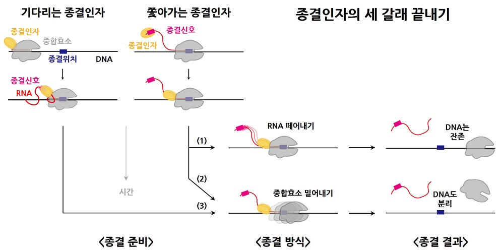 그림 1. 대장균 전사종결인자의 세 갈래 끝내기