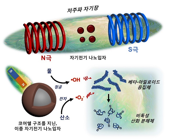 그림 1. 저주파 자기장에 반응해 베타-아밀로이드 응집체를 분해하는 자기전기 나노입자의 모식도