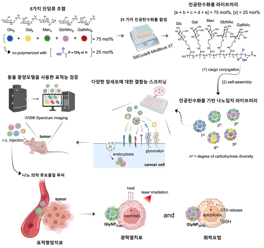 그림 1. 항암치료용 인공탄수화물 기반 나노 의약 플랫폼 개발 모식도