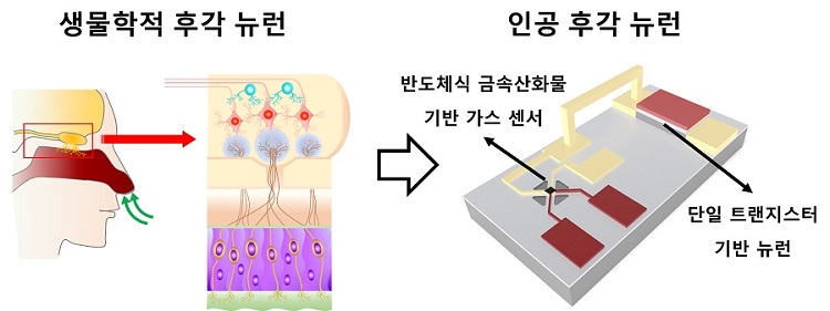 그림 1. 인간의 후각 뉴런 개념도