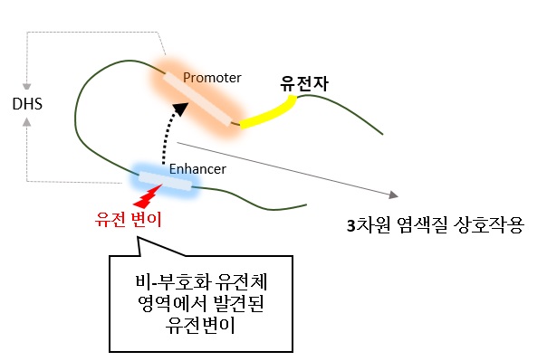 그림 2. 3차원 염색질 상호작용 모식도