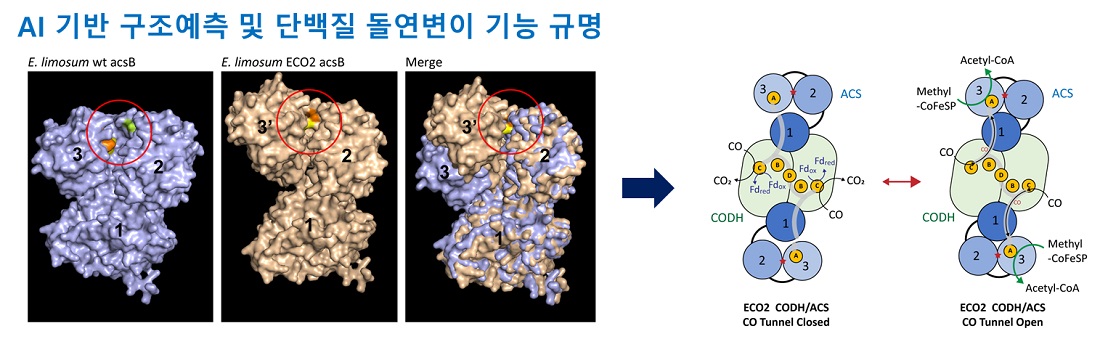 그림 3. AI 기반 구조예측 및 단백질 돌연변이 기능 규명