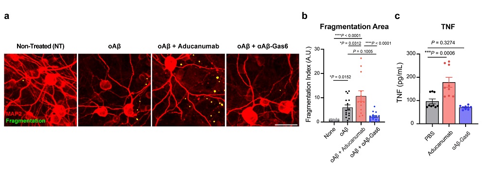 그림 2. Gas6 융합단백질에 의해 억제되는 신경 독성 및 염증 반응. a-c,베타 아밀로이드를 항체 치료제 (Aducanumab)를 통해 제거하게 유도할 경우 신경 독성 (a-b: 빨간 색 신경세포가 사멸하여 노란색 덩어리로 관찰됨)과 강한 염증 반응 (c: 염증성 싸이토카인 분비)을 유발함. 이와는 반대로 Gas6 융합 단백질 (αAβ-Gas6)을 통해 베타 아밀로이드를 제거할 경우 신경 독성과 염증 반응이 모두 사라짐을 관찰