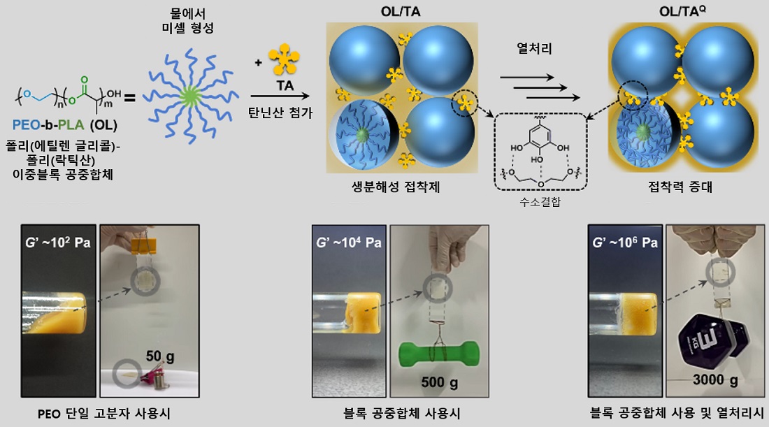 그림 1. (위) 폴리(에틸렌 글리콜)-폴리(락틱산) 이중블록 공중합체와 탄닌산을 물에서 섞어 만들어지는 생분해성 접착제의 원리. 블록 공중합체 미셀과 탄닌산 사이의 수소결합을 통해 노란색 코아세르베이트가 침전되고, 접착력을 나타낸다. 열처리를 거치면 수소결합이 재배열되어 접착력이 더욱 향상된다. (아래) 접착력 비교. 폴리(에틸렌 글리콜) 고분자 사용시(왼쪽)에 비해 블록 공중합체 사용시(중간) 10배 이상의 무게를 지탱할 수 있으며, 열처리 이후(오른쪽)에는 60배의 무게를 버틸 수 있다. 표시된 G’값은 재료의 탄성 계수를 나타낸다. 