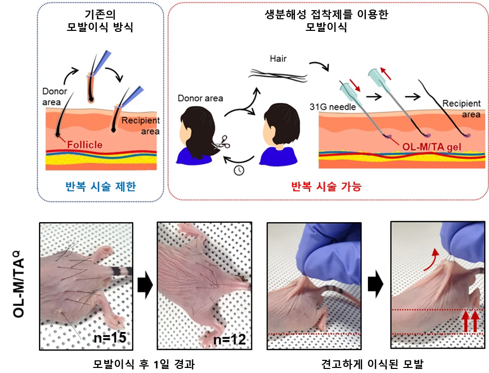 그림 2. (위) 모낭을 포함하는 모발을 이식하는 기존의 모발 이식 방식(왼쪽) 대비 생분해성 접착제를 이용한 모발 이식 방식(오른쪽)의 개요. 모발 끝에 접착제를 도포한 후 피하주사를 통해 이식함으로써 피부에 고정하며, 반복 시술이 가능하다. (아래) 초기 동물실험 결과. 15가닥의 모발을 이식한 후 1일 경과한 상태에서 12가닥의 모발이 남아있다. 3가닥의 모발을 잡아당기면 몸 전체가 끌려올라오는 것으로 보아 피부에 견고하게 이식된 것을 알 수 있다. 접착제를 사용하지 않으면 모발이 남지 않으며, 열처리하지 않은 접착제의 경우 1/7 수준의 효율을 보였다.