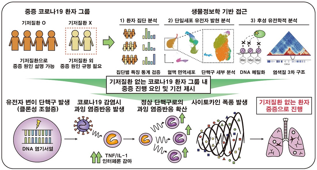 중증 코로나19 환자 집단 중 기저 질환이 없음에도 중증으로 진행된 환자들이 존재한다. 이 환자 집단에서 중증 진행 인자를 발굴 및 검증하기 위해 생물정보학에 기반하여 세 가지 서로 다른 접근법을 사용했다. 첫 번째로, 환자의 임상 정보를 수집 후 그에 따라 집단 별로 나누어 집단 별 임상정보의 특징을 통계 기법을 통해 분석했다. 두 번째로는, 단일세포 유전자발현 분석이라는 최신의 연구기법을 적용하여 혈액 내 면역세포들의 발현 특징을 분석하였고, 특히 단핵구에 대해서 세부 분석을 진행하였다. 세 번째로는 후성 유전학측면에서의 분석으로, 분자적 기전을 제시하기 위해 단핵구의 DNA 메틸화 패턴과 염색질 3차 구조 정보를 도입 및 분석하였다. 이 세 가지 접근법을 통해 기저질환 없는 코로나19 환자 그룹 내 중증 진행 요인 및 기전을 제시했다. 중증 진행 요인으로는 유전자 염기서열에 변이가 발생한 단핵구로, 이 단핵구는 유전자 변이로 인해 염증반응을 쉽게 일으킬 수 있는 상태가 되어 코로나19 바이러스 감염 시 TNF/IL-1과 인터페론 감마(IFN-γ)를 필두로 한 과잉 염증반응을 빠르게 일으킨다. 이 과잉 염증반응이 다른 정상 단핵구들에도 퍼져나가면서 연쇄적인 염증반응을 일으켜 사이토카인 폭풍 현상이 발생하고, 결과적으로 기저질환이 없음에도 불구하고 중증으로 진행이 가능해진다.