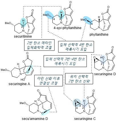 그림 1. 고산화준위 세큐리네가 알칼로이드의 합성 전략