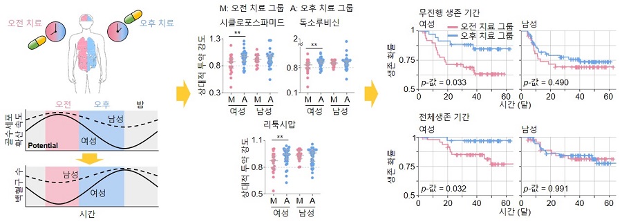 그림 2. 림프종 환자들을 위한 시간항암요법 개발