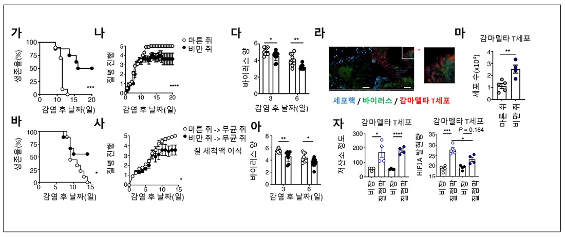 그림 2. 비만이 항헤르페스 면역반응을 강화하는 메커니즘 규명