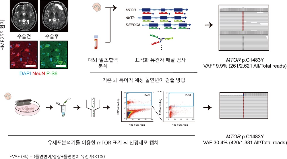 그림 1. 초극소수준 체성돌연변이 검출 방법. 유세포분석기를 통한 mTOR 과활성 뇌신경세포 표지. 기존방법으로 9.9%의 돌연변이 비율을 30%까지 끌어올림.