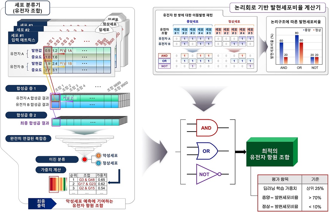 그림 2. 유전자 조합 기반 이중타겟의 선별을 위한 딥러닝 알고리즘(좌측)과 논리회로에 따른 유전자 조합별 발현 세포 비율 계산 알고리즘(우측)
